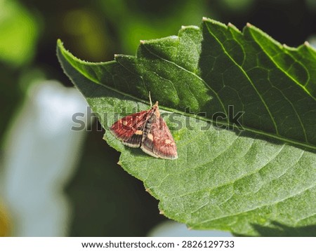 A Mint Moth 'Pyrausta aurata' basking on a leaf