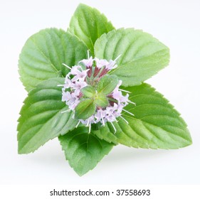 16,263 Peppermint Flower Images, Stock Photos & Vectors | Shutterstock