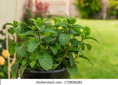 Mint Plant Close Up In Pot In The Garden.