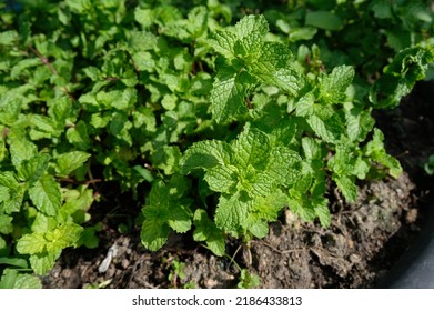 Mint Plant Grow On The Pot In The Garden, Organic Mint Vegetable