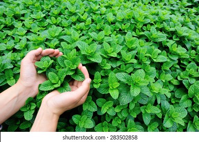 Mint Plant Grow At Vegetable Garden 