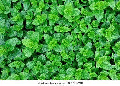 Mint plant grow at vegetable garden - Shutterstock ID 397785628
