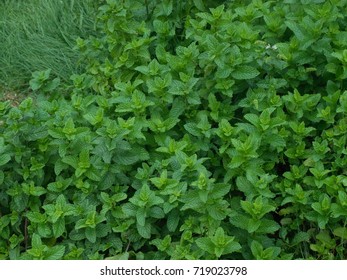 Mint Plant Growing At Apple Hill, California