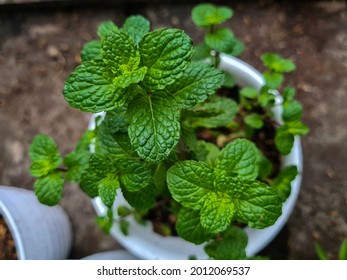 A Mint Plant Grows In A White Plastic Pot