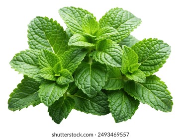 Mint plant isolated in white Background - Powered by Shutterstock