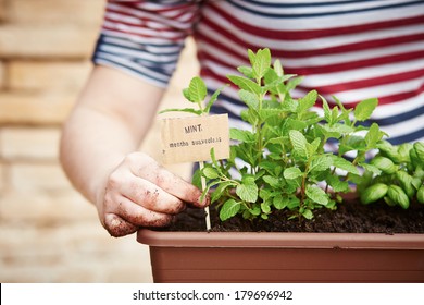 Mint Plant In Pot On Urban Garden