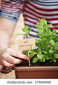 Mint Plant In Pot On Urban Garden