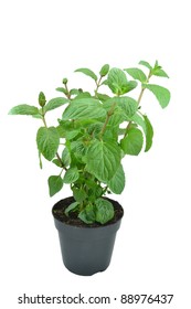 Mint Plant In A Plant Pot On White Background