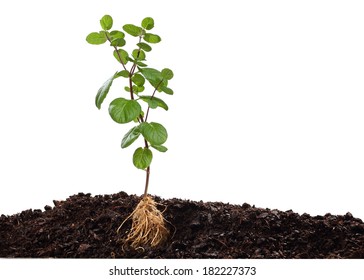 Mint Plant In Soil Isolated On White