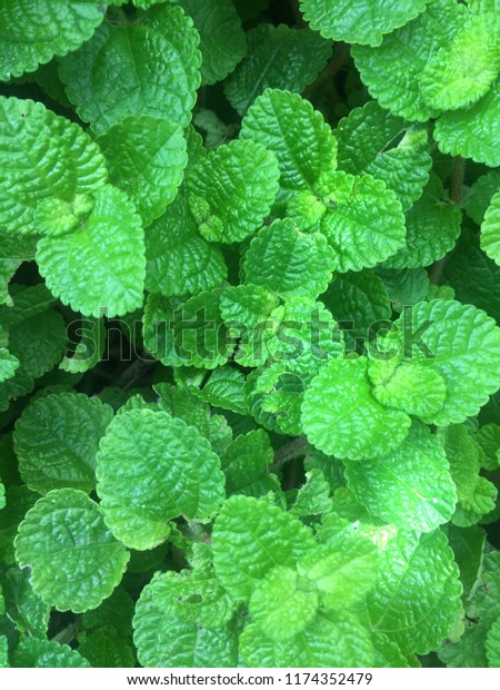 Mint Plant Vegetable Garden Mint Leaves Stock Photo Edit Now