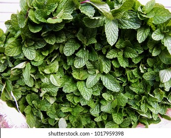 Mint Plants Known Minchi Sinhala Fragrant Stockfoto 1017959398