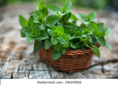Mint  in small basket on natural wooden background, peppermint, selective focus, close up