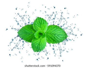 Mint Splash Water Isolated On A White Background