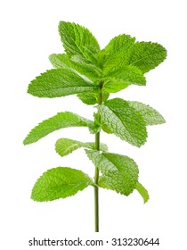 Mint Sprig Isolated On White Background