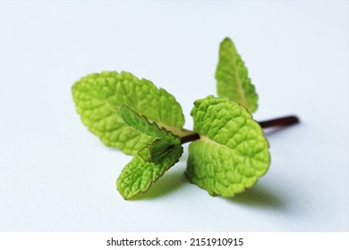 Mint Twig Photo Isolate Front View 