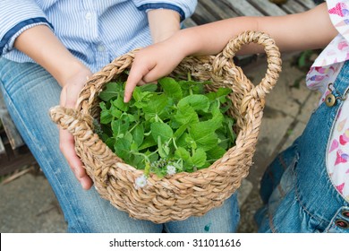 Mint went into the basket - Shutterstock ID 311011616