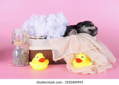 Minuature Schnauzer Puppy In Wooden Bath Isolated On Pink Background 