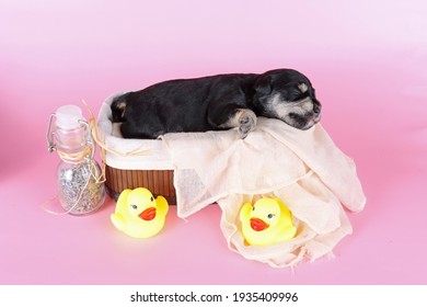 Minuature Schnauzer Puppy In Wooden Bath Isolated On Pink Background 