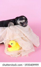 Minuature Schnauzer Puppy In Wooden Bath Isolated On Pink Background 