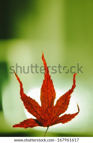 Minuscule red maple leaf on a green spring background - concept of the autumn in fornt of spring or viceversa