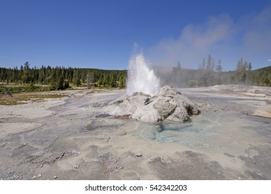 Minute Man Erupting Geyser Panorama In The Shoshone Basin Of Yellowstone National Park In Wyoming