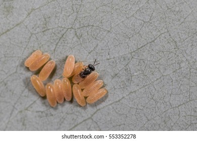 Minute Parasitic Wasp On Insect Eggs