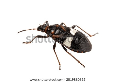 Minute Pirate Bug Tiny Glossy Black Oval Body Wit Isolated On White Background