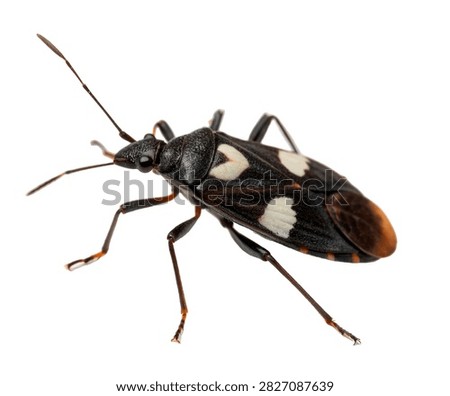 Minute Pirate Bug Tiny Glossy Black Oval Body Wit Isolated On White Background