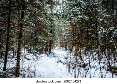 Mio, Michigan - 1-1-2021: Path leading through forest with winter snow in Huron-Manistee National Forest near Mio, Michigan