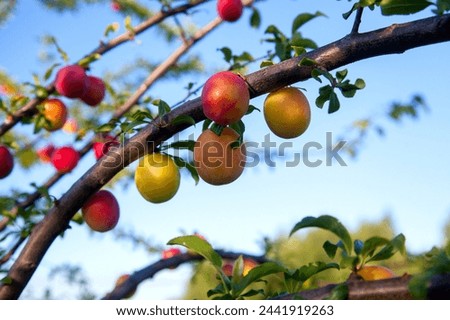 Mirabelle plum, also known as mirabelle prune or cherry plum, is a cultivar group of plum trees of the genus Prunus. Cherry plum tree with fruits growing in a orchard.
