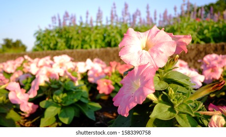 Mirabilis Flower, Pink Flower, Four Oclock Family