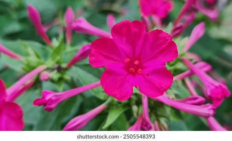 Mirabilis Jalapa, commonly called Four O’Clock Rose or Marvel of Peru. Beautiful bright magenta flowers. - Powered by Shutterstock