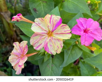 Mirabilis jalapa - Kaleidoscope or  Four O'Clocks flower with colors mix texture background - Powered by Shutterstock