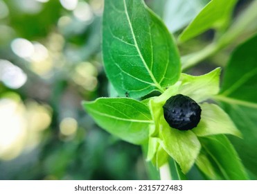 mirabilis jalapa seeds in the garden - Shutterstock ID 2315727483