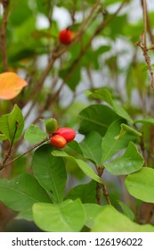 Miracle Fruit Tree