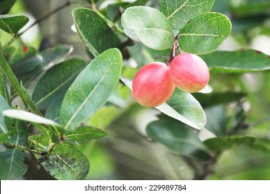 Miracle Fruit Tree