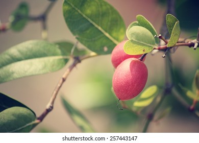 Miracle Fruit Tree