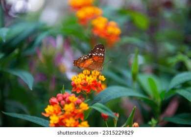 A miracle of nature in the tropical forest, and butterflies dance all around. - Shutterstock ID 2315229829