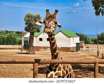 Mirada de jirafa. Giraffe eats tree branches. Funny face of giraffe. Giraffe eat leaves. Giraffe in the zoo.
