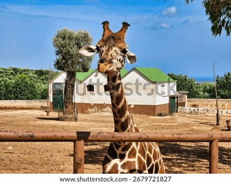 Mirada de jirafa. Giraffe eats tree branches. Funny face of giraffe. Giraffe eat leaves. Giraffe in the zoo.