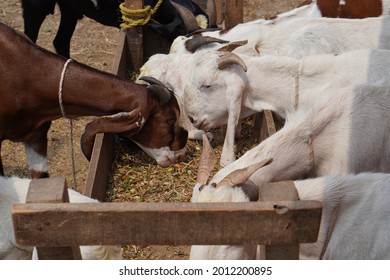 1,312 Kashmir goat Images, Stock Photos & Vectors | Shutterstock