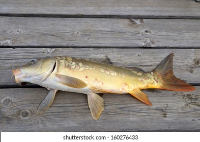 Mirror Carp