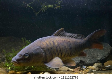 Mirror Carp Portriat