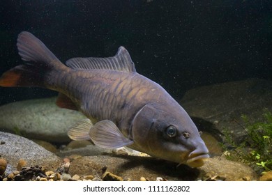 Mirror Carp Portriat