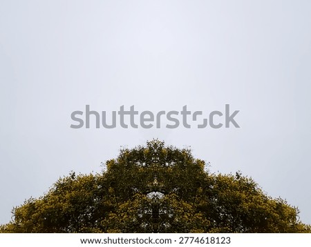 Mirror effect, duplicate tree with many yellow flowers on white sky. A concept of symmetry, strangeness, and leaving space.