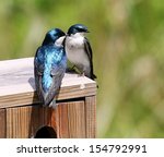 Mirror Image of a Pair of Tree Swallows