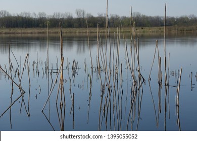 Mirror Image Of Reeds At Bong Recreation Area Kenosha, County