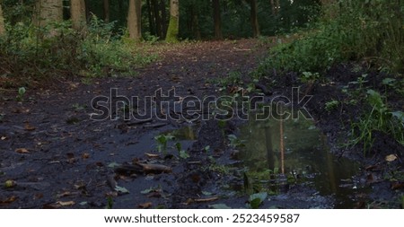 mirror in the puddle along the forest path morass