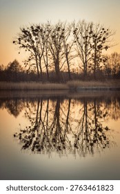 Mirror reflection of large trees in the calm water