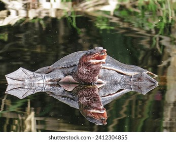 Mirror Reflection of a Soft Shell Turtle with Arms Wide Open                               